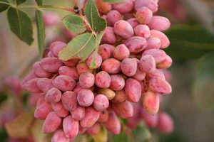 اسید سولفوریک برای پسته